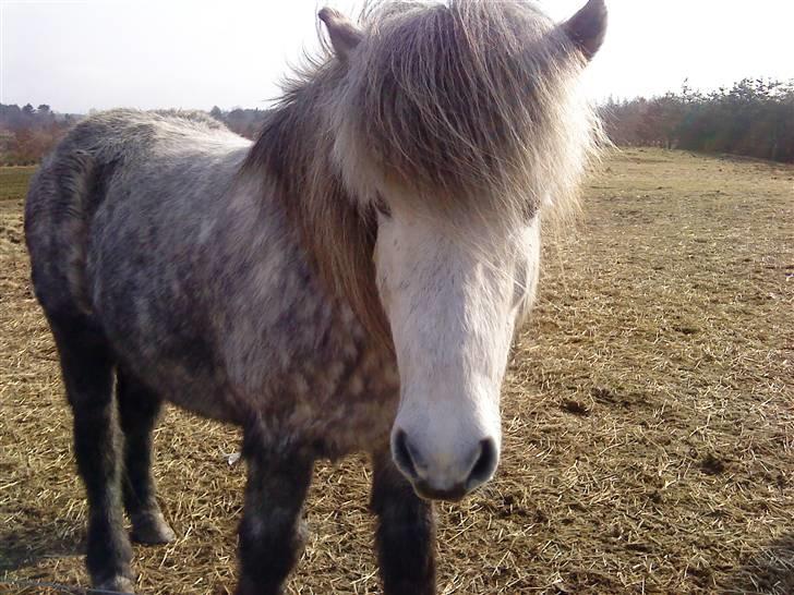 Islænder Gladur **SOLT** billede 2