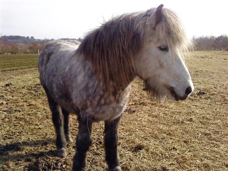 Islænder Gladur **SOLT** billede 3