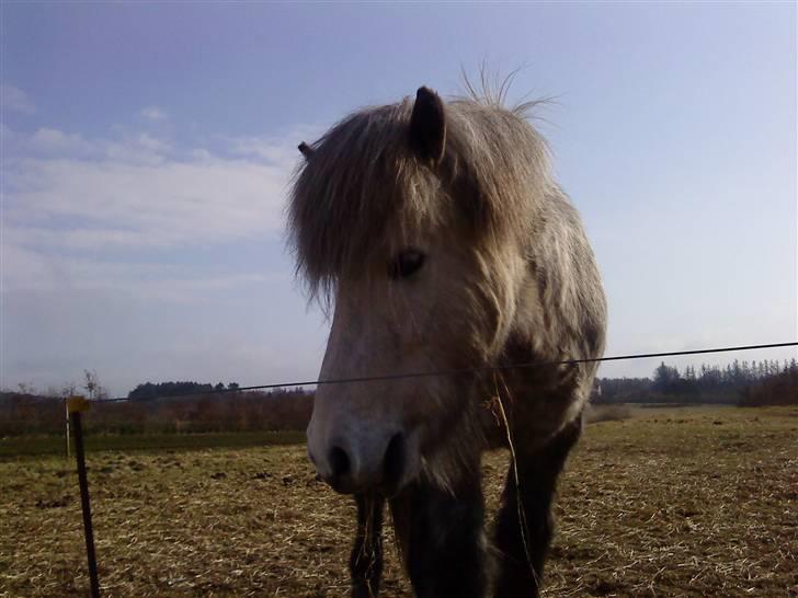 Islænder Gladur **SOLT** billede 4