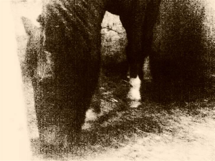 Anden særlig race G'B RIDESKOLE PONY. - © copyright. billede 4