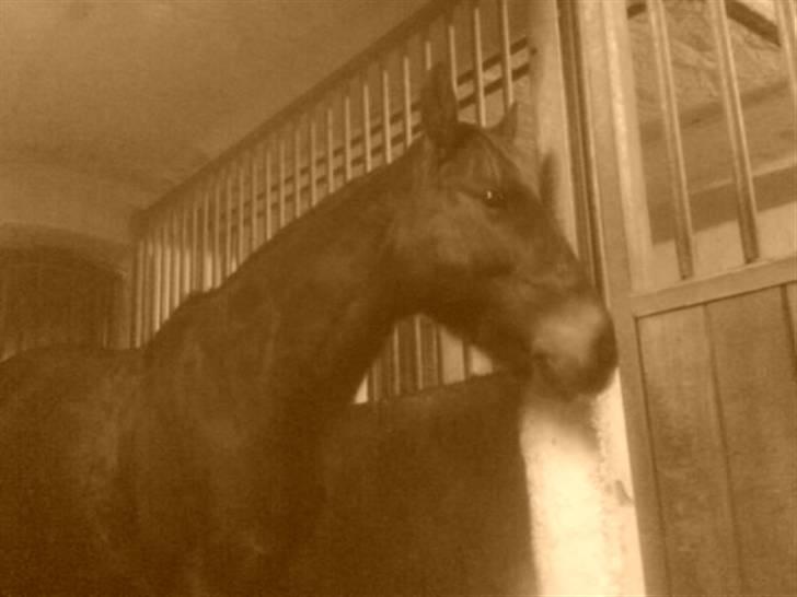 Anden særlig race G'B RIDESKOLE PONY. - © copyright. billede 5