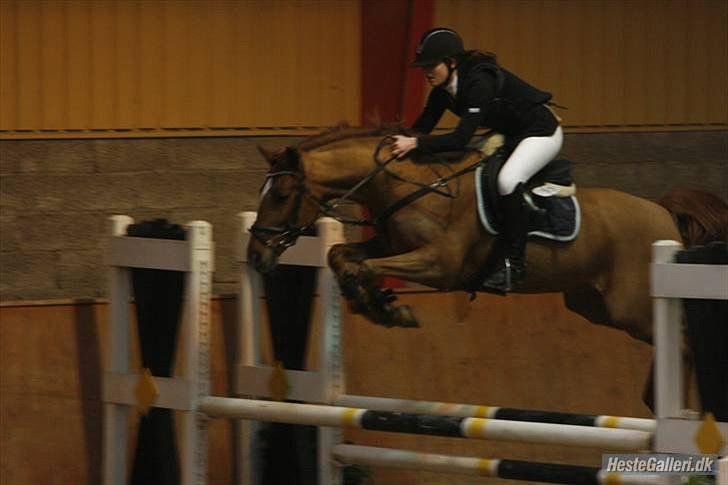 Hollandsk Sportspony Lorenzo solgt :/  - fantastisk pony :)  billede 16