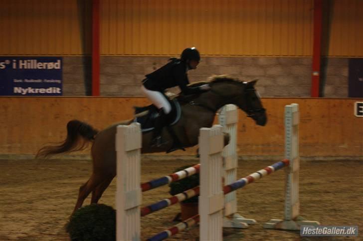 Hollandsk Sportspony Lorenzo solgt :/  - Indendørs LA el. Mb 2009  billede 17