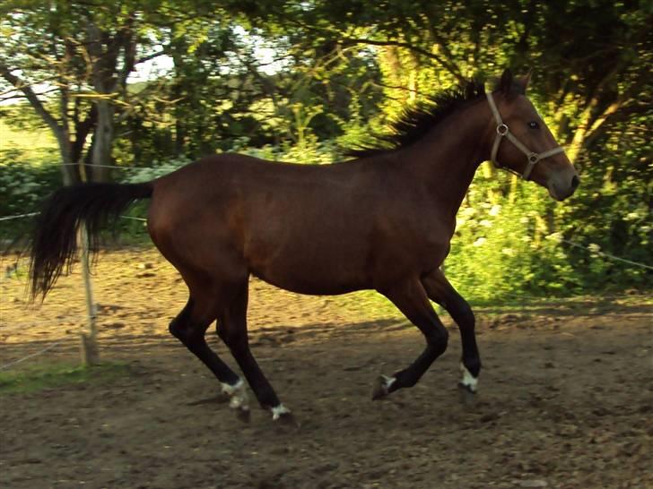 Anden særlig race milan # solgt # - evig fuld af balade billede 19