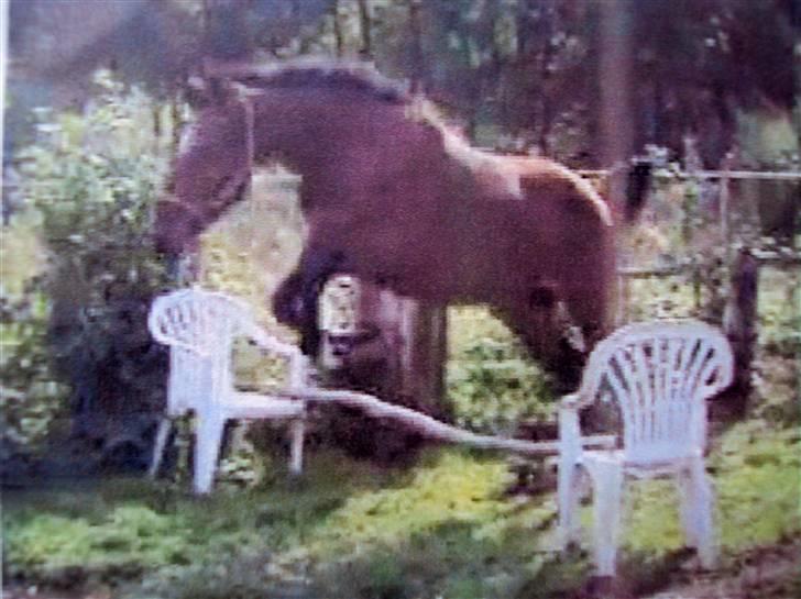 Anden særlig race milan # solgt # - første gang milan springer over noget :O)   og så helt af sig selv... dygtige dreng  :D billede 20