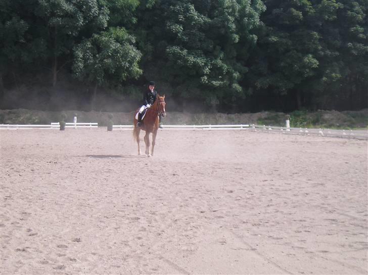 Frederiksborg Robin  - På banen billede 6