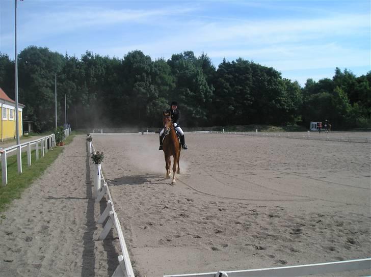 Frederiksborg Robin  - også på banen billede 7