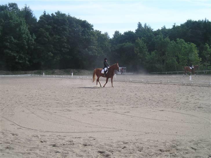 Frederiksborg Robin  - igen på banen billede 8
