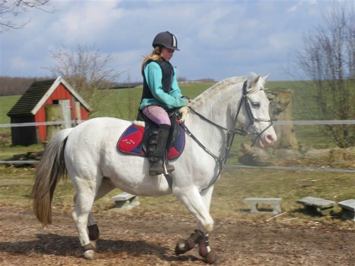 Anden særlig race chili billede 13