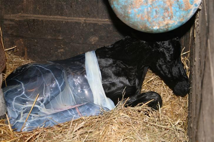 Anden særlig race FLYING MIGTHY MISS MAGPIE billede 3