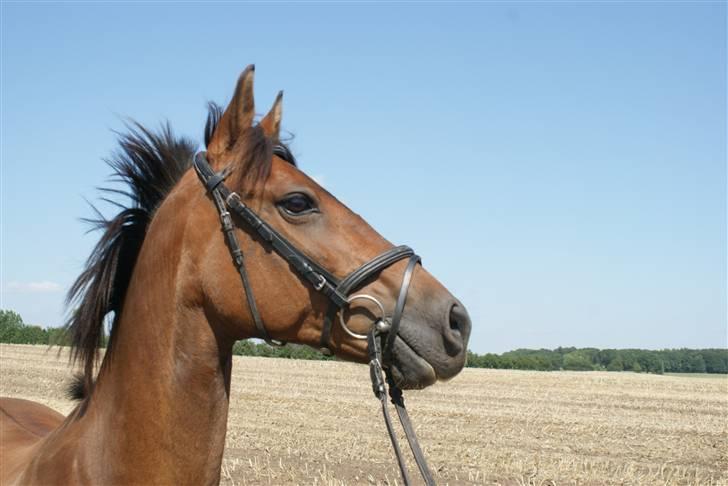 Anden særlig race Mille - 16) Skønne pony!!     Foto: Annika-Photo (Annika. K. Lorentsen) billede 16
