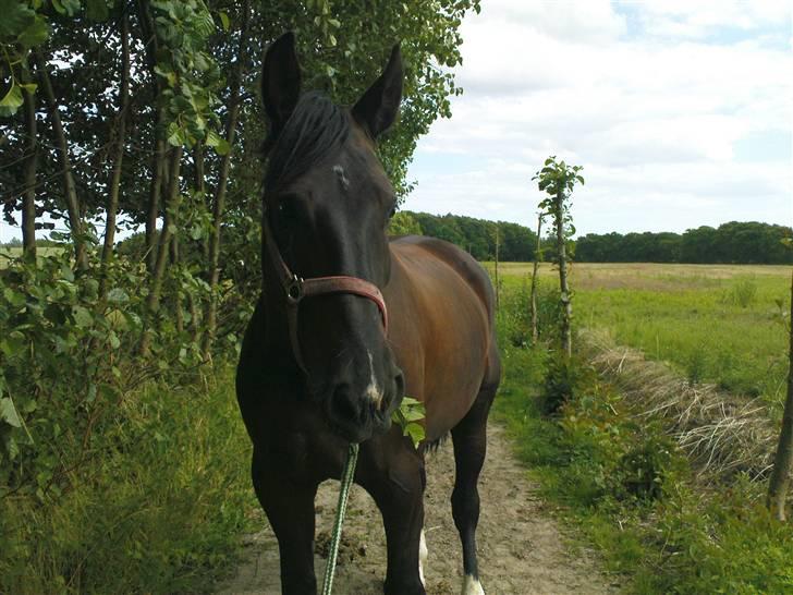 Anden særlig race Amigo R.I.P <3 - Sommer 08 - Amigo gumler på en gren - taget af mig billede 5