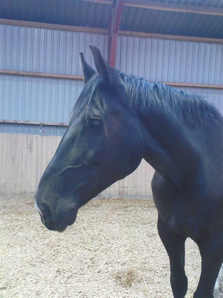 Anden særlig race Amigo R.I.P <3 - Efterår 08 - Min smukke hest <3 - taget af mig billede 6