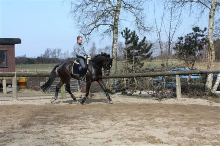 Dansk Varmblod Beyond Combination billede 13