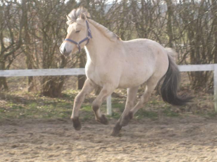 Fjordhest Larsmindes Madeleine billede 1