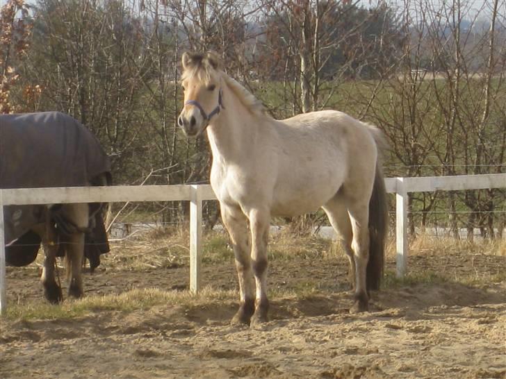 Fjordhest Larsmindes Madeleine billede 2