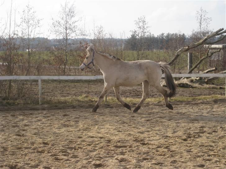 Fjordhest Larsmindes Madeleine billede 3