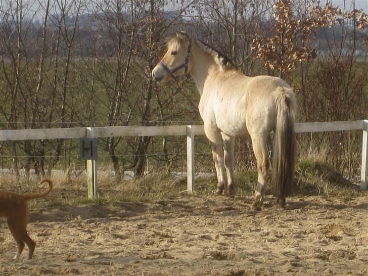 Fjordhest Larsmindes Madeleine billede 4