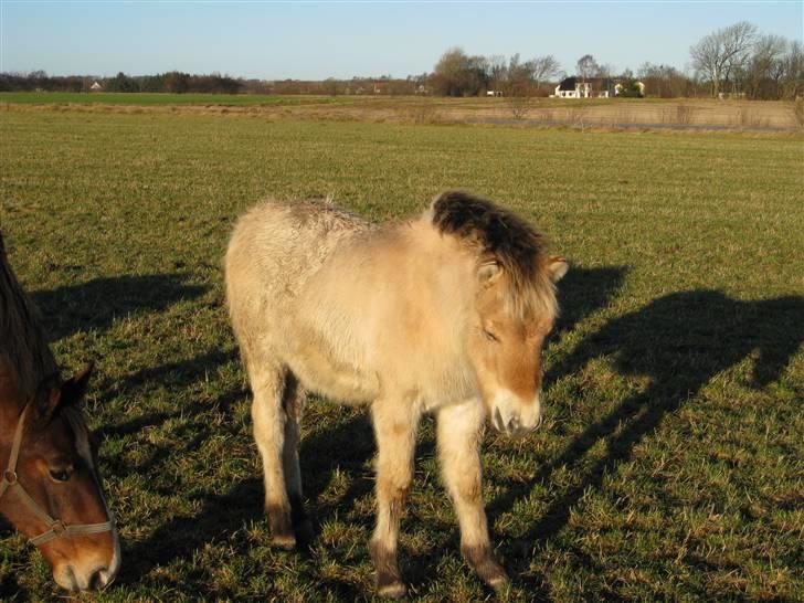 Fjordhest Larsmindes Madeleine billede 5