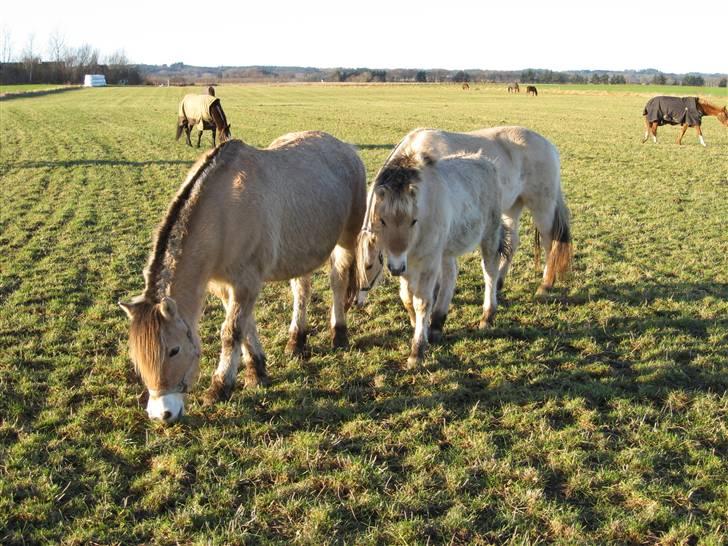 Fjordhest Larsmindes Madeleine billede 6