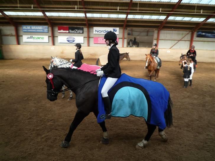 Anden særlig race Amigo R.I.P <3 - Jep vi vandt klassen :D red 62,8% juhuu billede 12