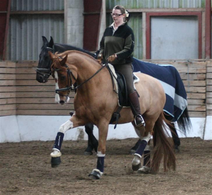 Dansk Varmblod Bemcha Swing **solgt** - forår 09... 1 måned efter jeg købte ham... billede 5