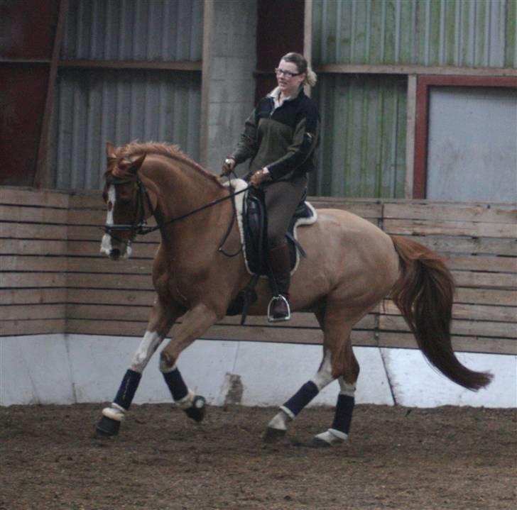 Dansk Varmblod Bemcha Swing **solgt** - forår 09... 1 måned efter jeg købte ham... billede 11