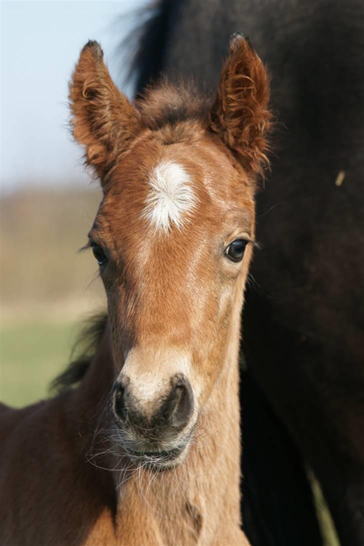 New Forest Pollux Hippios - Polle :P billede 1