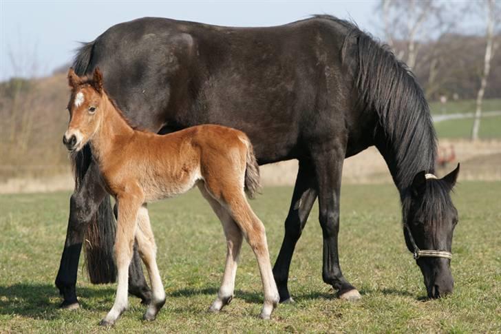 New Forest Pollux Hippios - Pollux og Robin :o) billede 2