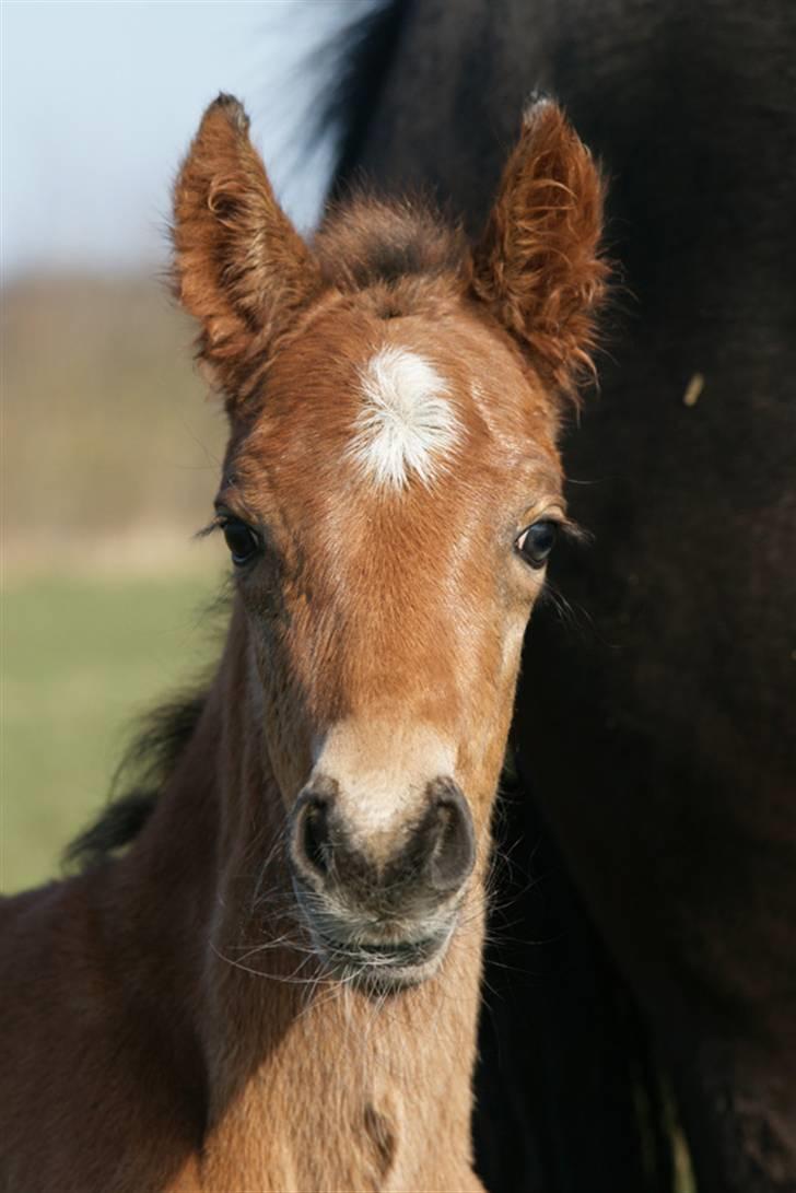 New Forest Pollux Hippios - Pollux Hippios billede 3