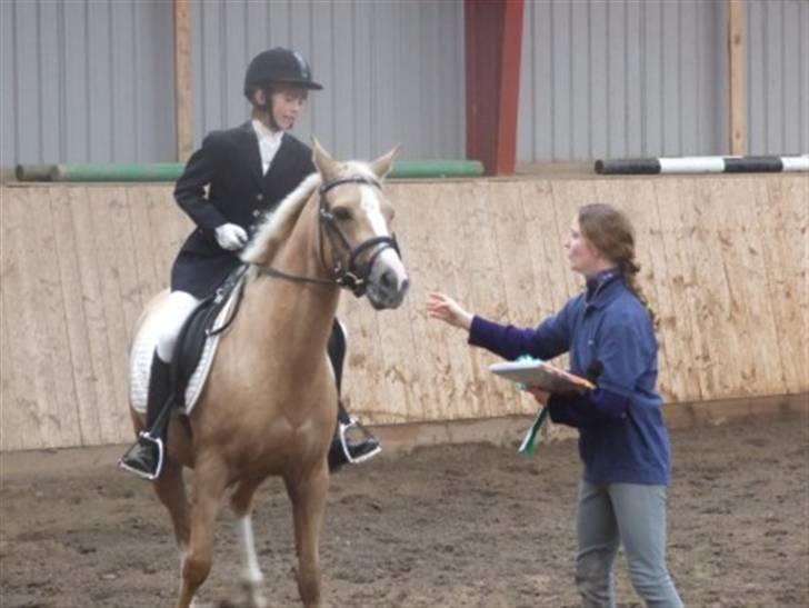 Welsh Pony af Cob-type (sec C) R.I.P Delle (bella). - bella er bange for sløjfen( første stævne) <3 billede 18