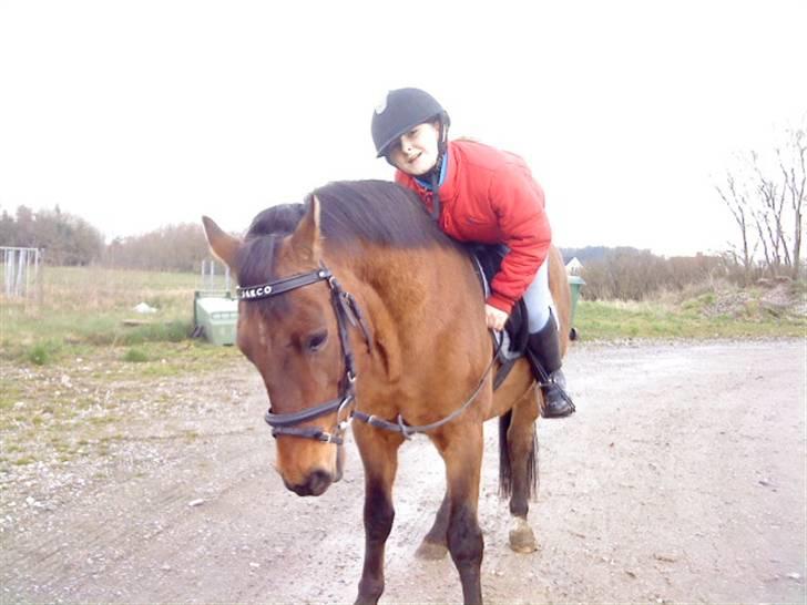 Anden særlig race Jarco   (SOLGT) - jarco min elskede ponyxD<3foto:mathias billede 14