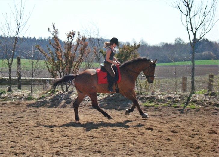 Anden særlig race Imagin Spot Morsbøl(Aflivet) - Nobody´s perfect, but to me you are<3 billede 7