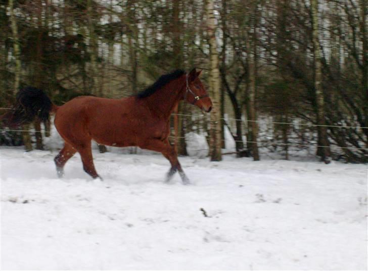 Anden særlig race Imagin Spot Morsbøl(Aflivet) - Spot i sneen d. 24/12 2009 billede 4