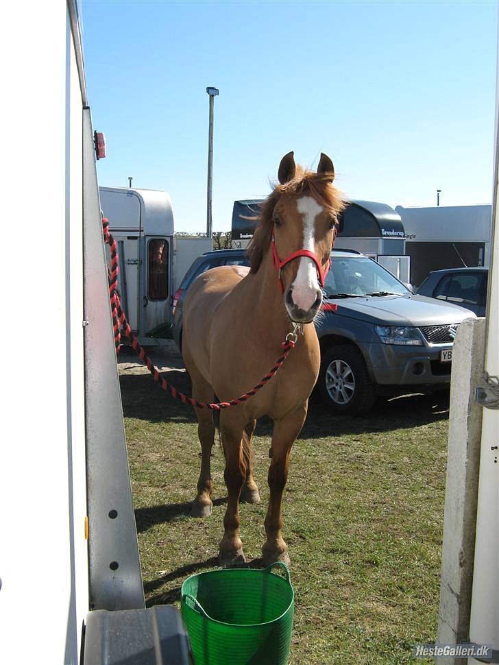 Anden særlig race Strejfer  - Strejf´ på stævnepladsen (:_ billede 10