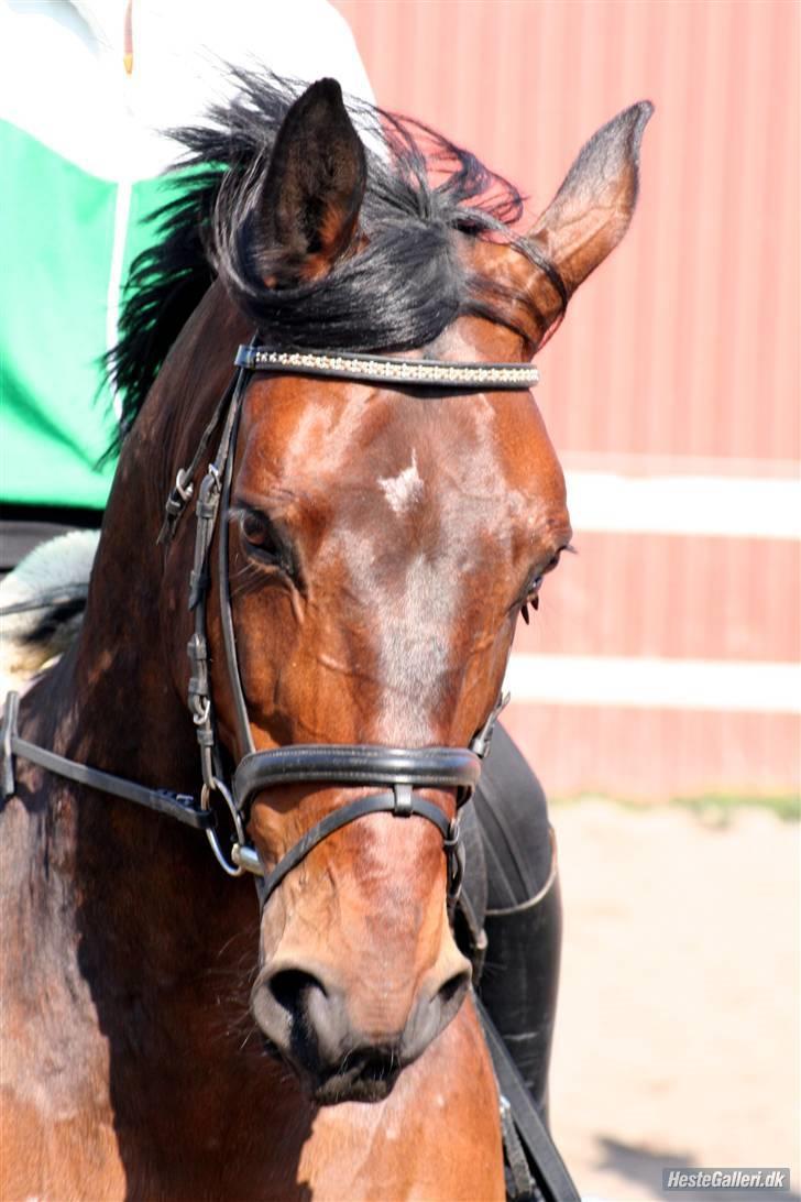 Hollandsk Varmblod  Vincent ( Hr. vimse) - vimse i Dressur billede 1