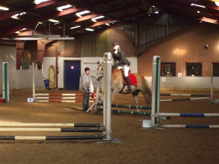 Haflinger Nissan *solgt* - Spring stævne billede 12