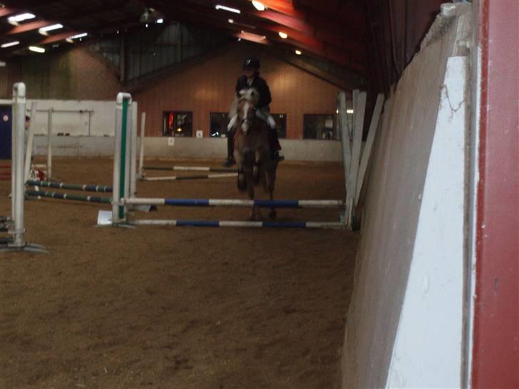 Haflinger Nissan *solgt* - Spring stævne billede 13