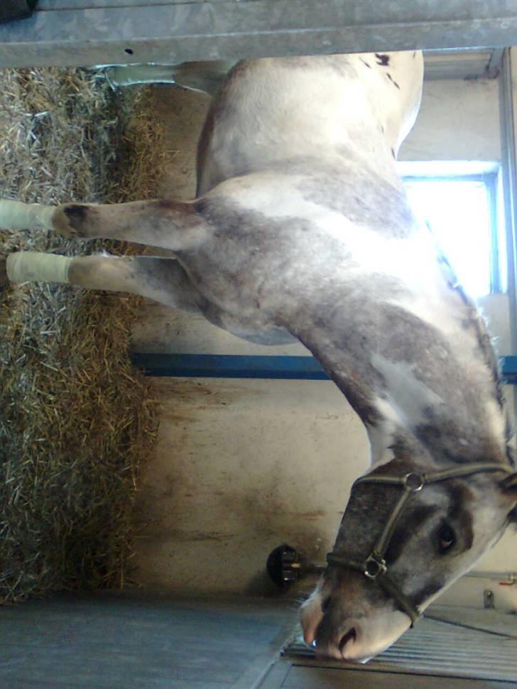 Anden særlig race Leifi <'3 - mig til strile konkurren billede 14