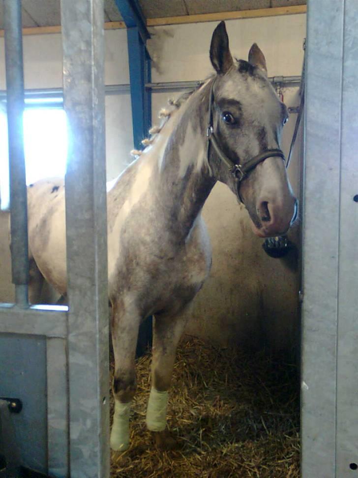 Anden særlig race Leifi <'3 - her er jeg også til strile konkurren jeg er bare for lækker  billede 15