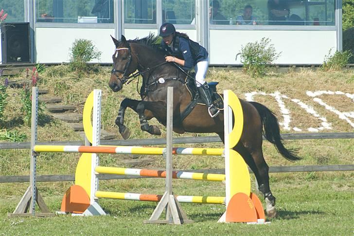 Westfaler Cincinnati - foto: Anne Slyngborg billede 1