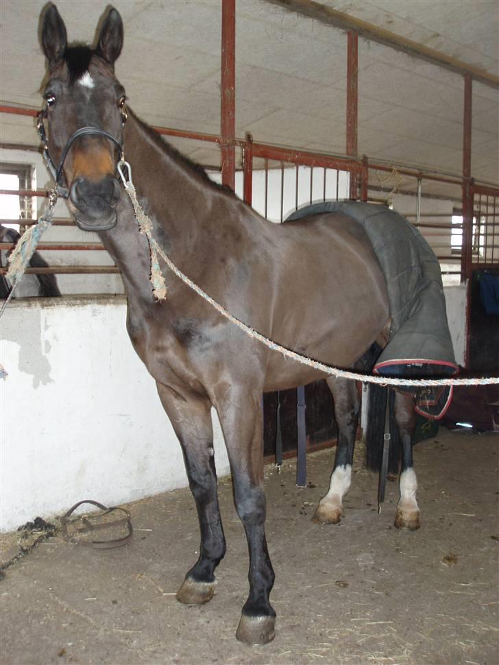 Westfaler Cincinnati billede 2