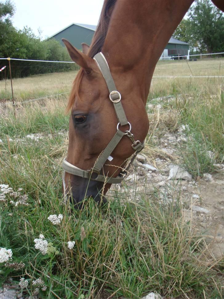 Trakehner Mazurka billede 13