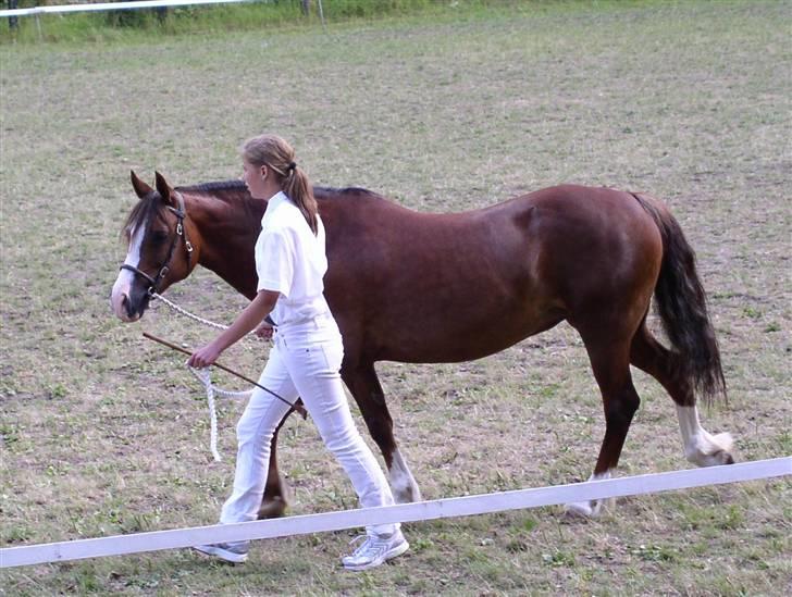 Welsh Cob (sec D) Tyrrestrups Cayenne - Jysk sommershow 09 billede 3