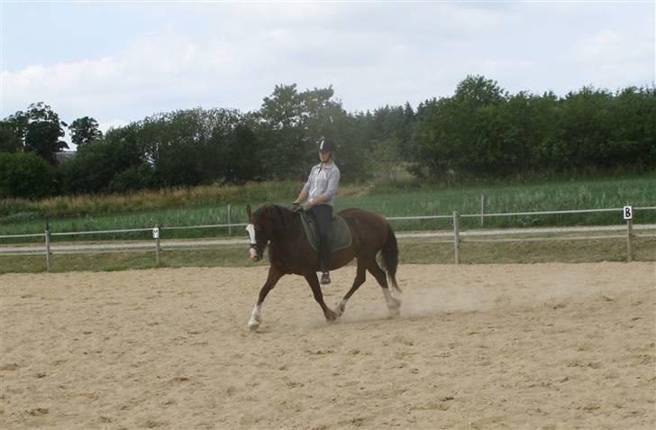 Welsh Cob (sec D) Tyrrestrups Cayenne - Træning ved Isabella=) Foto: Isabella V billede 6