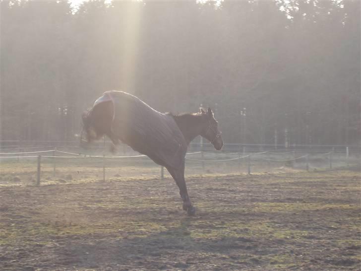 Westfaler Cincinnati - Sisse første gang på fold der jeg fik hende :)  billede 4