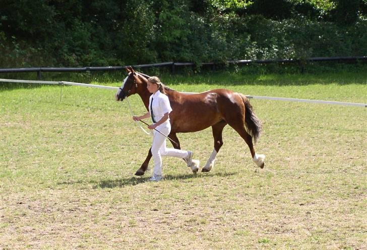 Welsh Cob (sec D) Tyrrestrups Cayenne - Jysk sommershow 09 billede 11