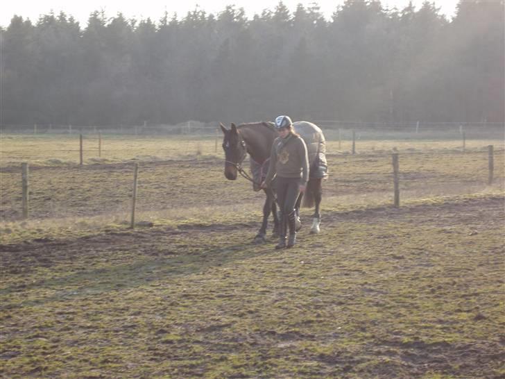 Westfaler Cincinnati billede 5