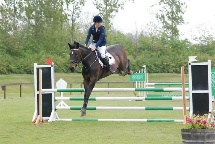 Westfaler Cincinnati - elsker dig hest <3 billede 6