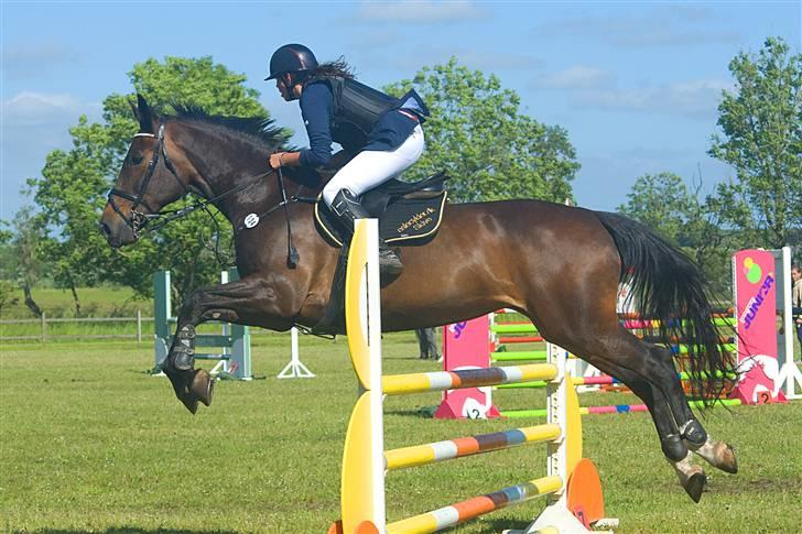 Westfaler Cincinnati - Foto: Anne Slyngborg billede 7